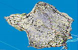 GPS Karte von Faial