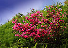 kein Weg ohne Blumen