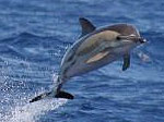 Schwimmen mit Delfinen