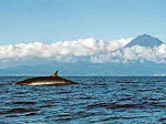 Kleine Wal- und Delfinsafari auf Pico