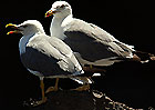 M&ouml;we