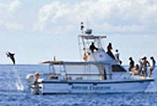 Whalewatching vor Faial