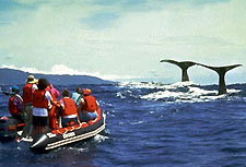 Whalewatching vor Pico